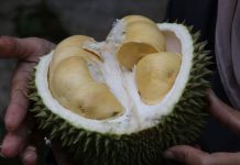 วิธีการเลือกซื้อทุเรียน เคล็ดลับการดูทุเรียนให้ได้ลูกที่ถูกใจ ทุเรียน